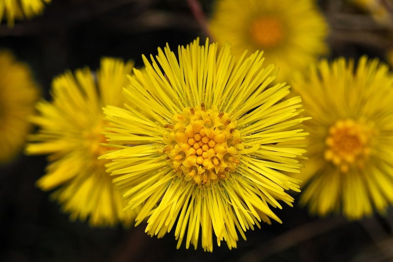Herbal Artwork