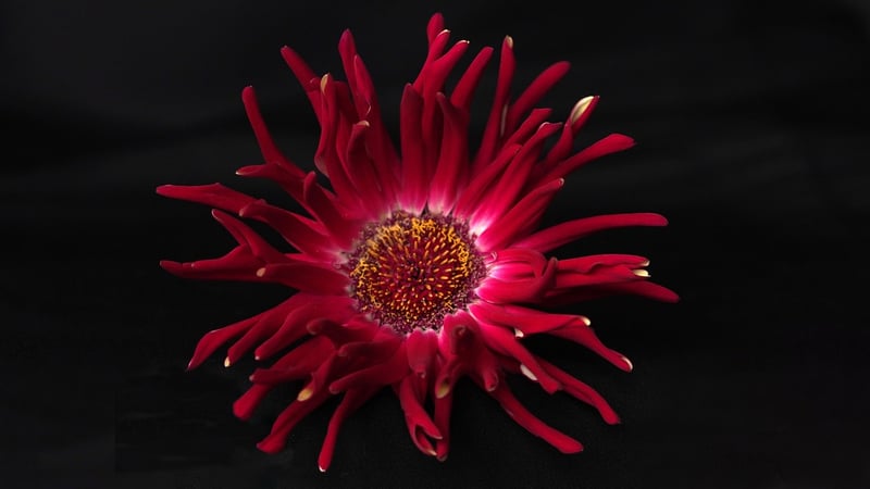 Blossom Sculpture