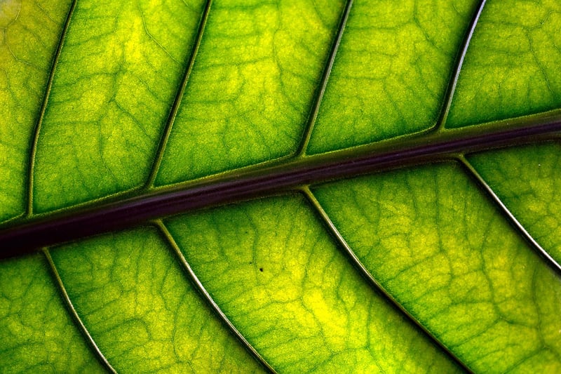 Twig Creations