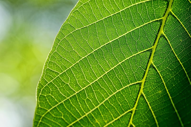 Leaf Art