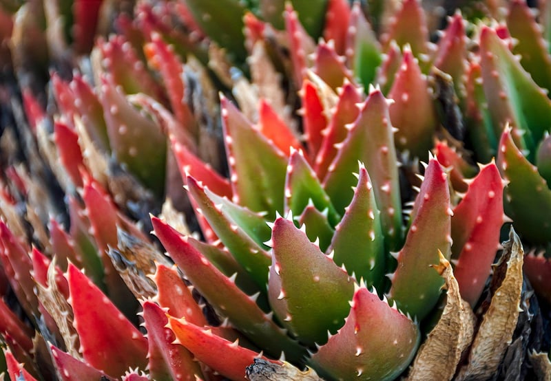 Succulent Statue